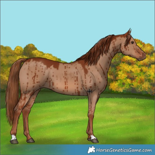 Horse Color:Red Dun Brindle 