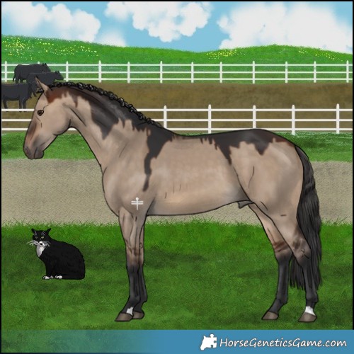 Horse Color:Brown Dun 