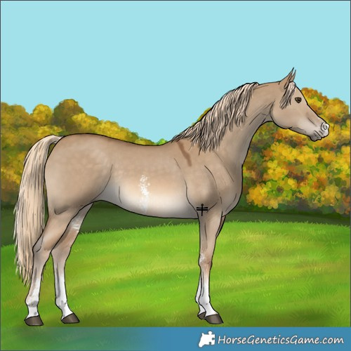 Horse Color:Chocolate Palomino Dun Sabino Rabicano 
