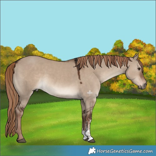Horse Color:Liver Red Dun Sabino 