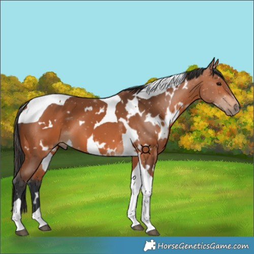 Horse Color:White Spotted Bay Tobiano
