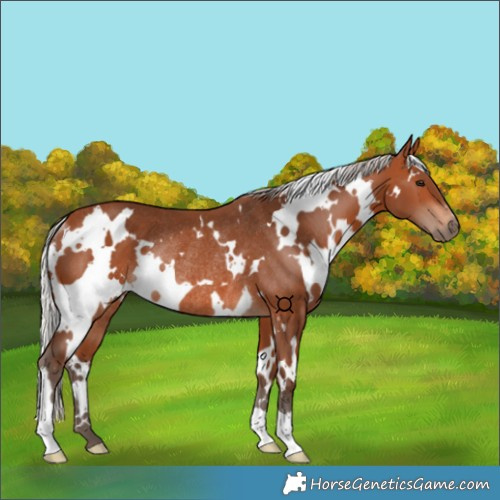 Horse Color:White Spotted Silver Bay Rabicano 