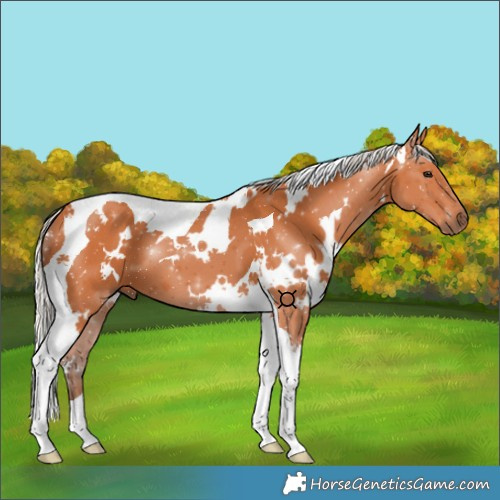 Horse Color:White Spotted Silver Bay Tobiano 