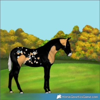 Horse Color:Silver Buckskin Splash Tobiano Varnish