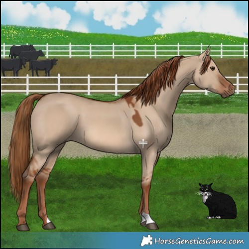 Horse Color:Red Dun 