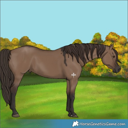Horse Color:Liver Red Dun 