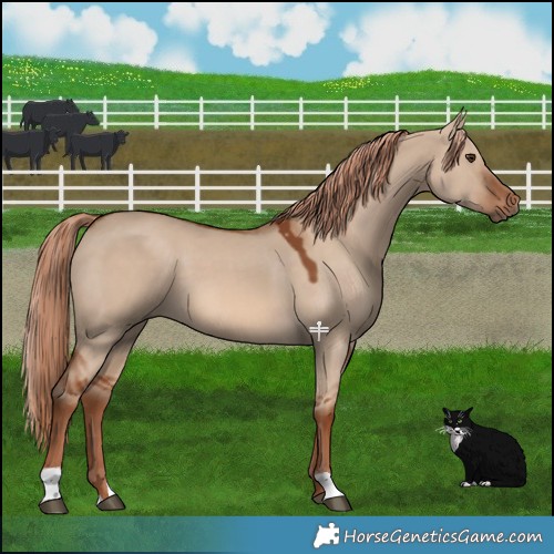 Horse Color:Red Dun 