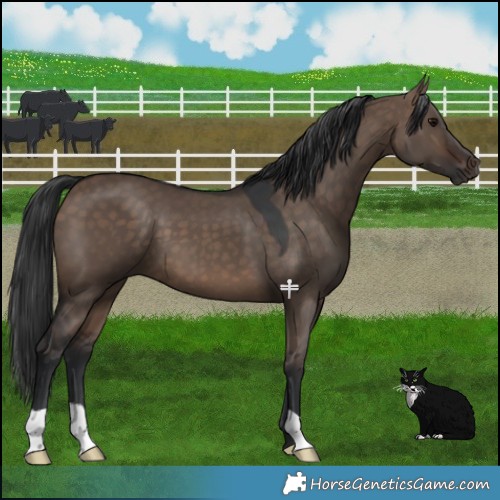 Horse Color:Brown Dun 
