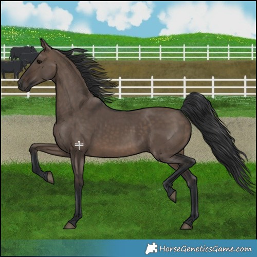Horse Color:Brown Dun Rabicano 