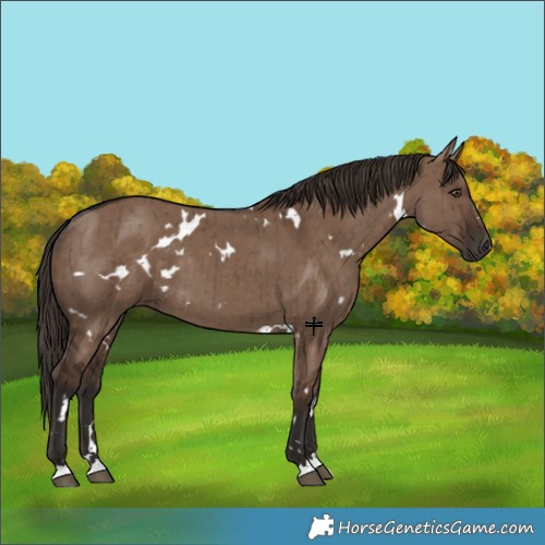 Horse Color:White Spotted Liver Red Dun Brindle 