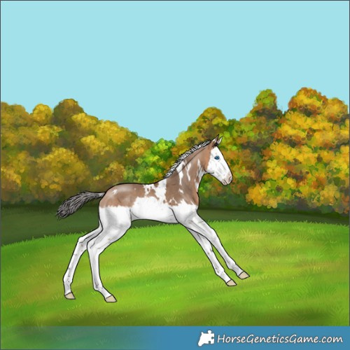 Horse Color:White Spotted Bay Dun Splash 