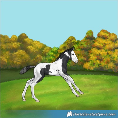 Horse Color:Black Splash Tobiano 