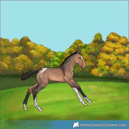Horse Color:Brown Dun Splash Tobiano 