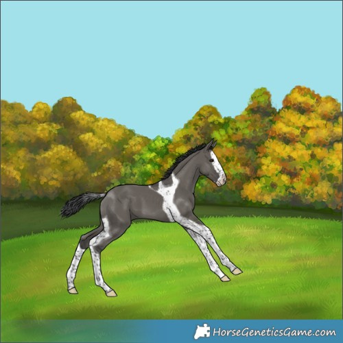 Horse Color:Grullo Splash Tobiano 
