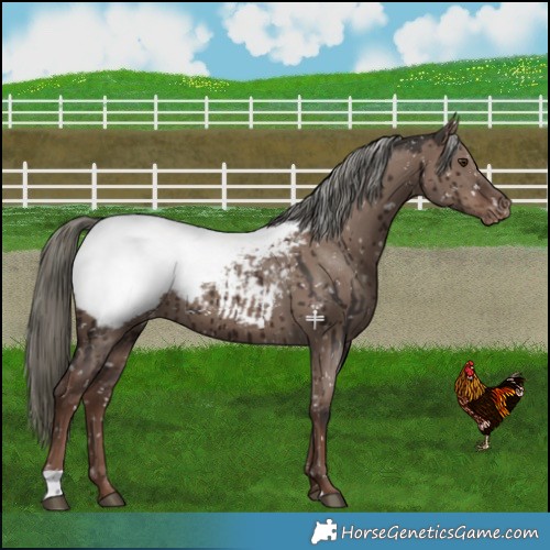 Horse Color:Liver Red Dun Mushroom Near Fewspot Brindle 