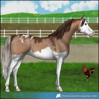 Horse Color:Bay Dun Splash Blanket 