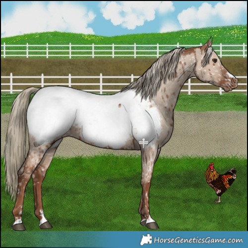 Horse Color:Red Dun Mushroom Near Fewspot Brindle 