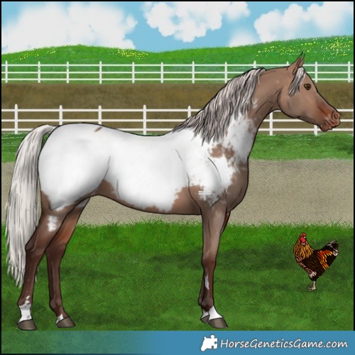 Horse Color:Silver Brown Dun Mushroom Near Fewspot 