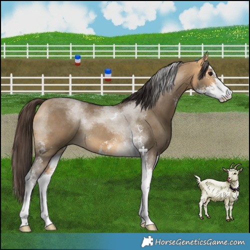 Horse Color:Buckskin Dun Sabino Tobiano 