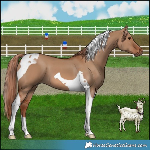 Horse Color:Red Dun Tobiano 