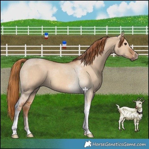Horse Color:Red Dun Tobiano 