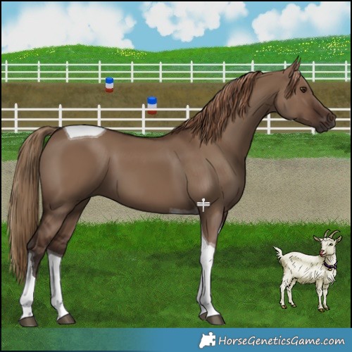 Horse Color:Liver Red Dun Tobiano 
