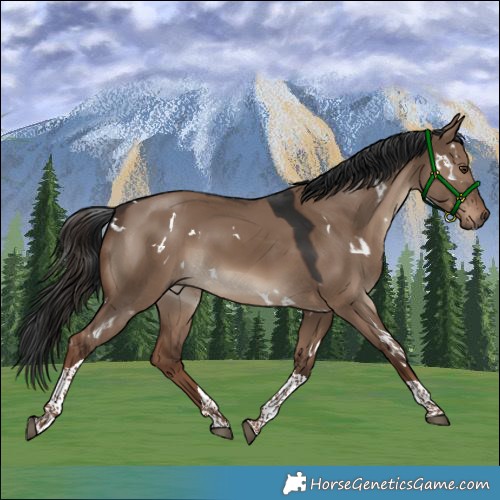 Horse Color:White Spotted Liver Red Dun Tobiano 