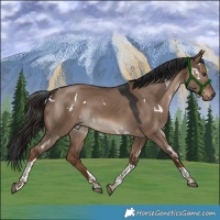 Horse Color:White Spotted Liver Red Dun Tobiano 