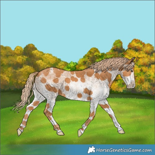 Horse Color:White Spotted Chestnut