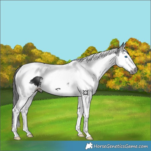 Horse Color:Gray Black Splash Tobiano 