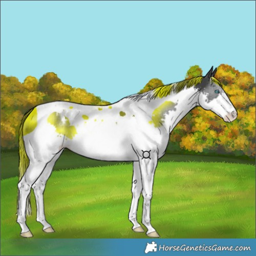 Horse Color:Black Splash Tobiano 