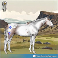 Horse Color:Gray Silver Bay Tobiano 