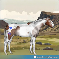 Horse Color:Gray Silver Bay Tobiano 