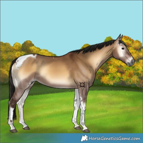 Horse Color:Gray Bay Onyx Tobiano 