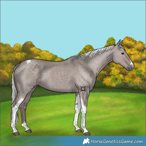 Horse Color:Platinum Silver Grullo Tobiano 