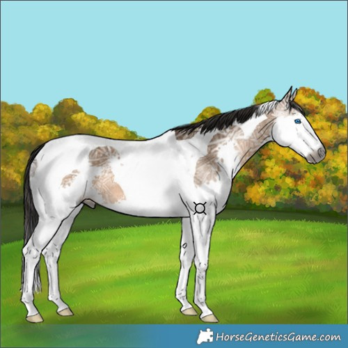 Horse Color:Gray Bay Ice Dun Splash Tobiano 