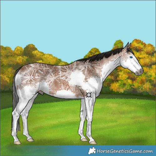 Horse Color:Gray Bay Ice Splash 