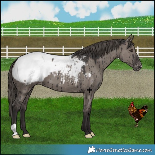 Horse Color:Smoky Grullo Appaloosa Brindle 