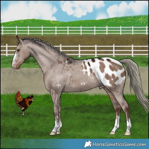 Horse Color:Liver Red Dun Mushroom Blanket 