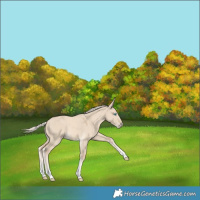 Horse Color:White Spotted Cremello Dun 