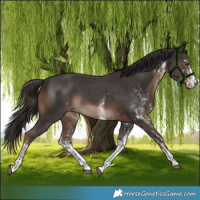 Horse Color:White Spotted Liver Chestnut 