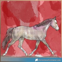 Horse Color:Plaid  Liver Red Dun Sabino Rabicano 