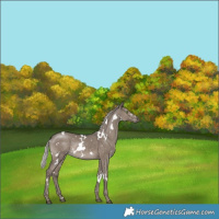 Horse Color:White Spotted Silver Grullo Rabicano 