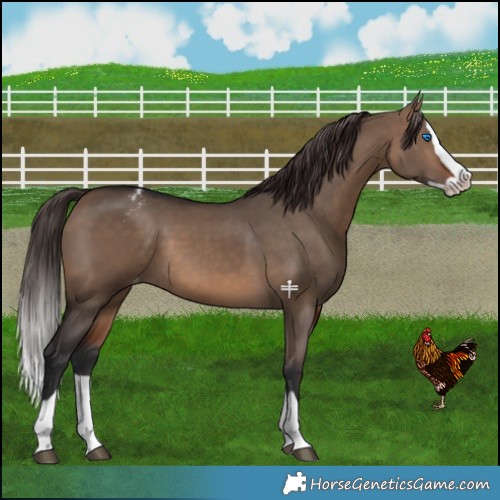 Horse Color:Brown Dun Splash Varnish 