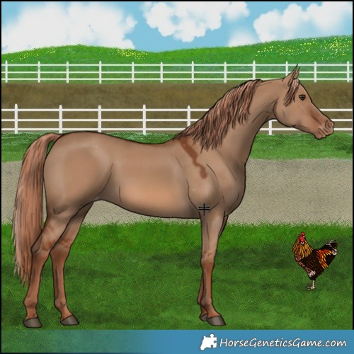 Horse Color:Red Dun Varnish 