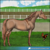 Horse Color:Red Dun Varnish 