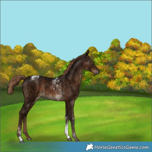 Horse Color:Gray Liver Chestnut Ice Tobiano 