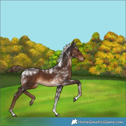 Horse Color:Liver Chestnut Tobiano 