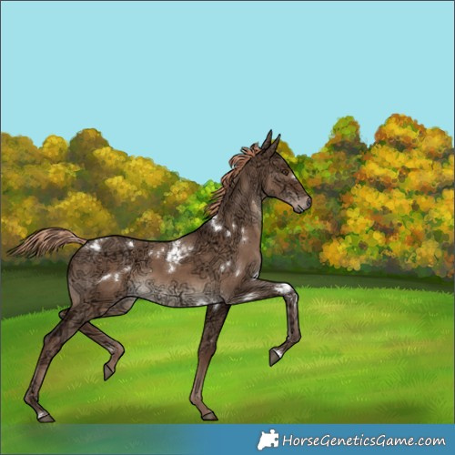 Horse Color:White Spotted Liver Red Dun Ice 