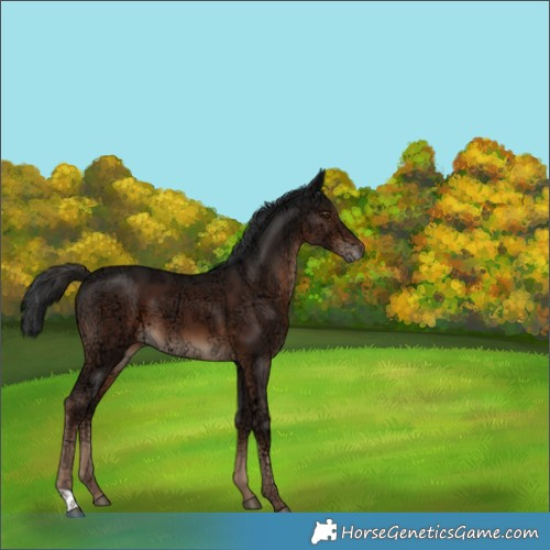 Horse Color:Liver Chestnut Ice 